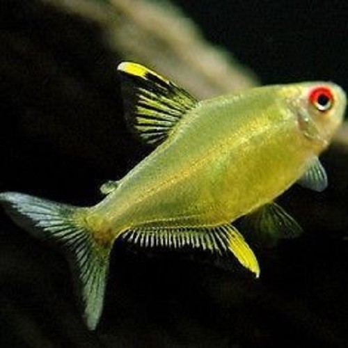 Hyphessobrycon pulchripinnis - Tetra citron L
